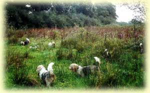 Modern PBGV's hunting