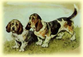 Terrier/Basset historical photo